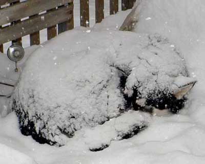 Sebastian snoozing in the snow storm